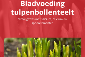 Bladvoeding tulpenbollenteelt 2023