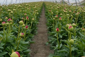 Bemestingsadvies, pioenen binnen en buiten, voorjaar